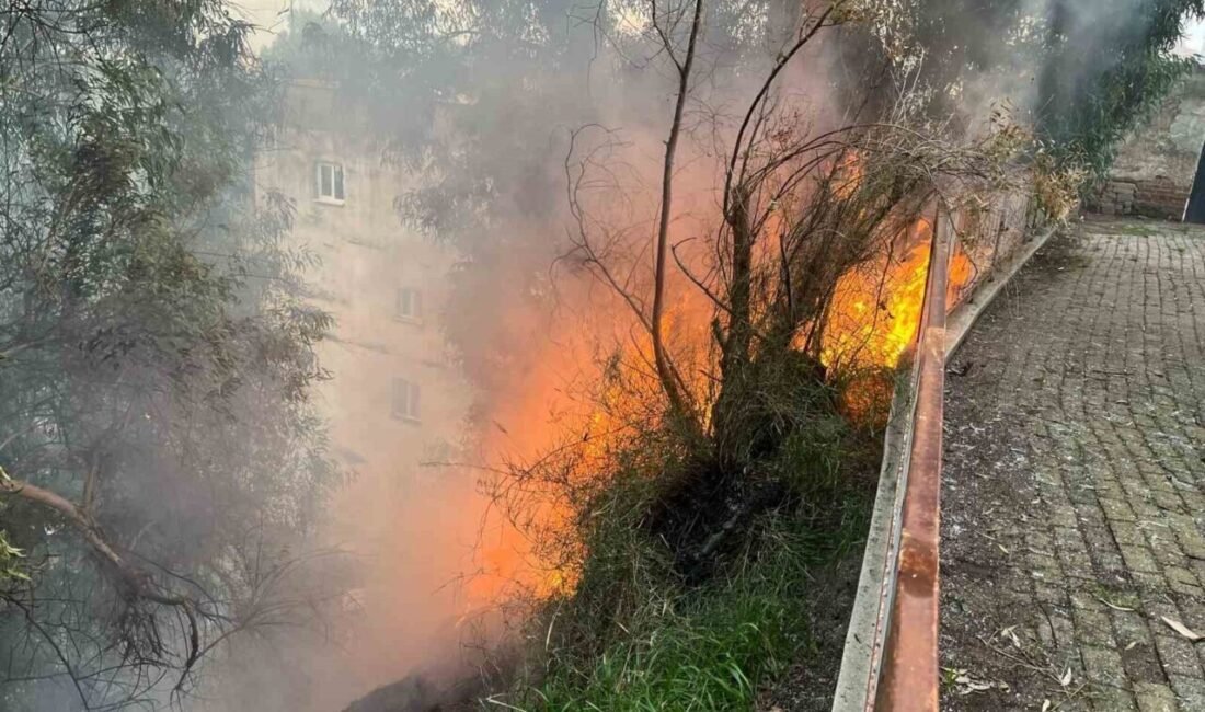 Aydın’ın Efeler ilçesinde ikamet alanlarına yakın noktada makilik alanda çıkan