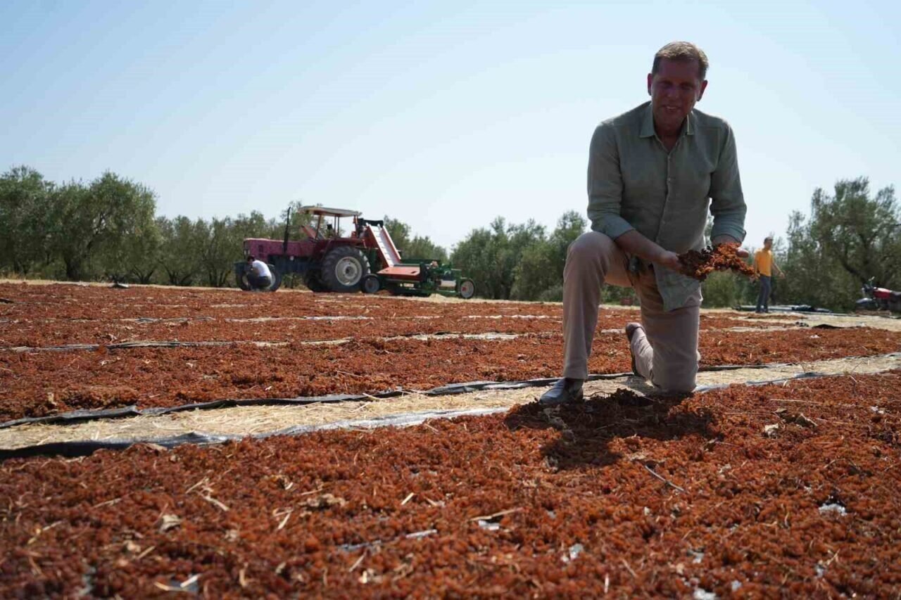 Çekirdeksiz kuru üzümde ihracat yüzde 13 arttı