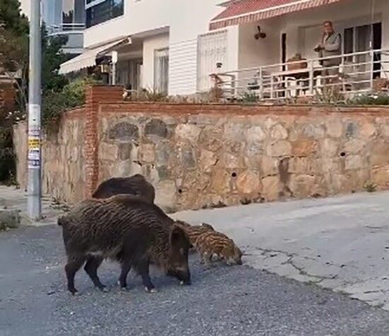 Domuz sürüsünün rahatlığı şaşırttı