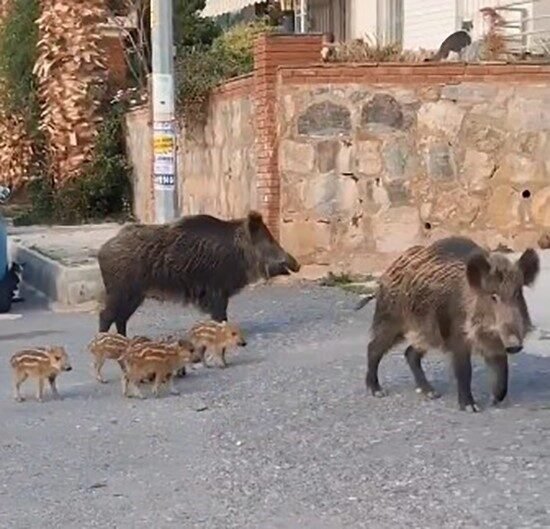 Aydın’ın Kuşadası ilçesinde domuz sürüsü ve yavruları gündüz vakti şehir