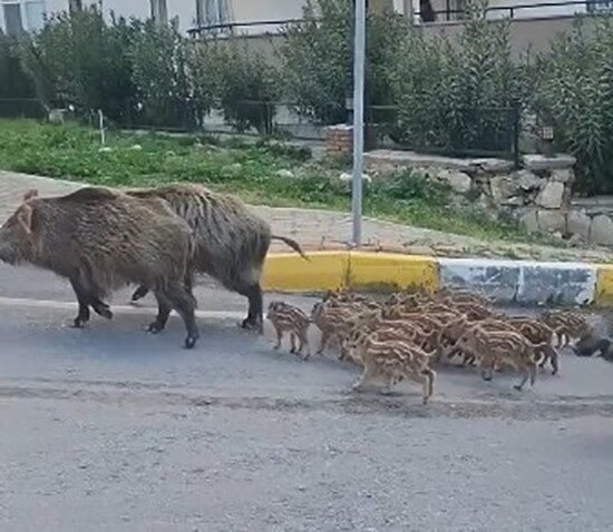 Domuz sürüsünün rahatlığı şaşırttı