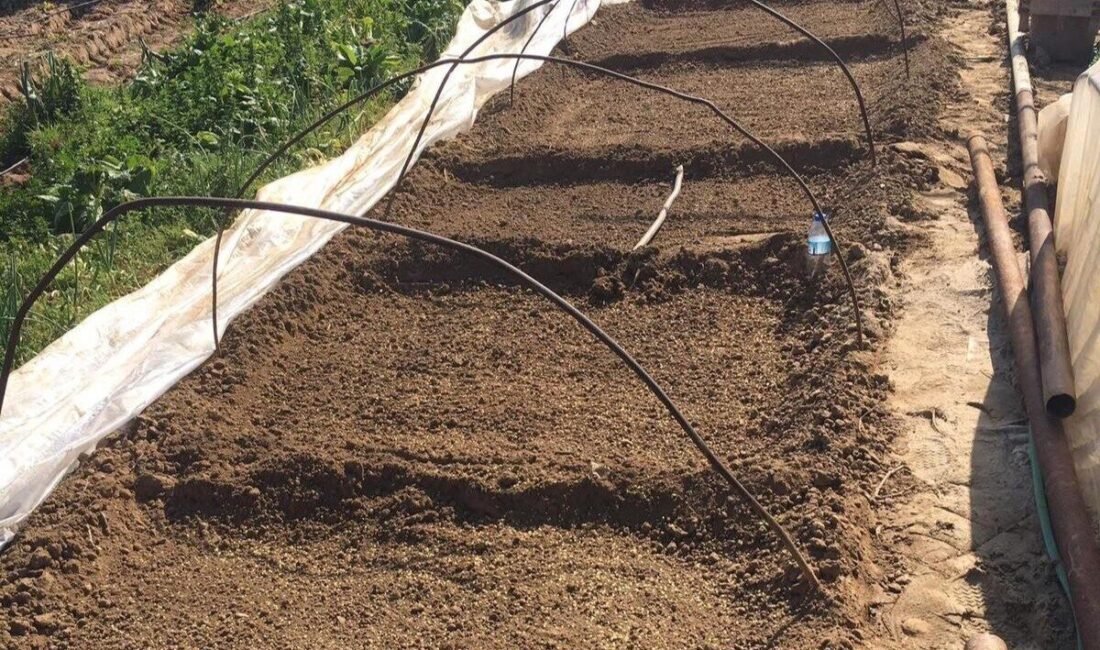 Manisa’nın Sarıgöl ilçesine bağlı Emcelli Mahallesi’nde asırlardır yetiştirilen tatlı ve