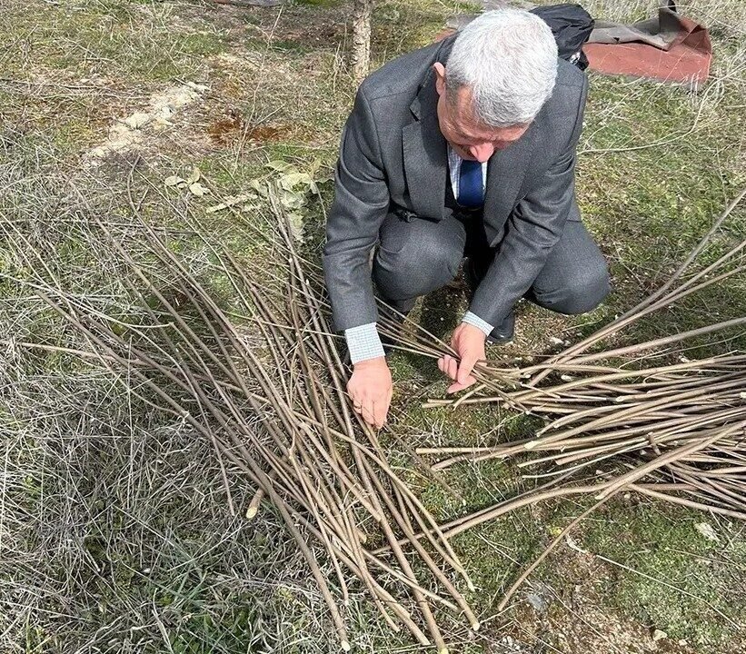 Hayıt dalları sepete dönüşüyor