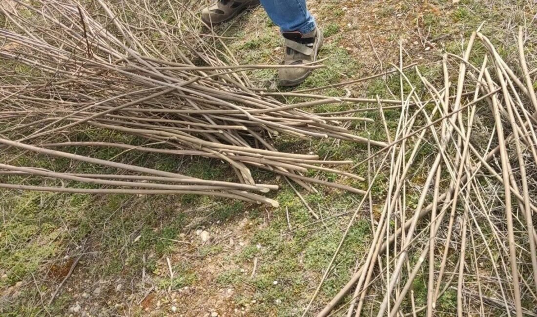 Denizli’de açılacak ‘Sepetçilik’ kursunda, kursiyerlerin kullanacağı hayıt, söğüt, dut ve