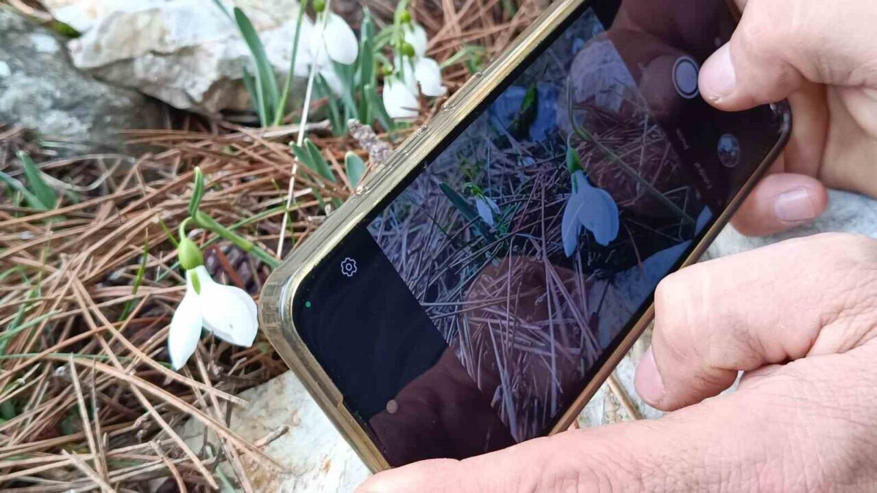 Kardelenler Spil Dağı’nda ikinci kez çiçek açtı
