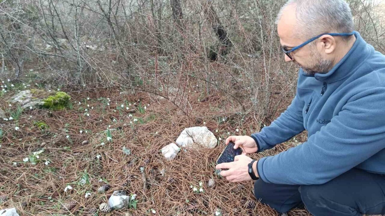 Kardelenler Spil Dağı’nda ikinci kez çiçek açtı