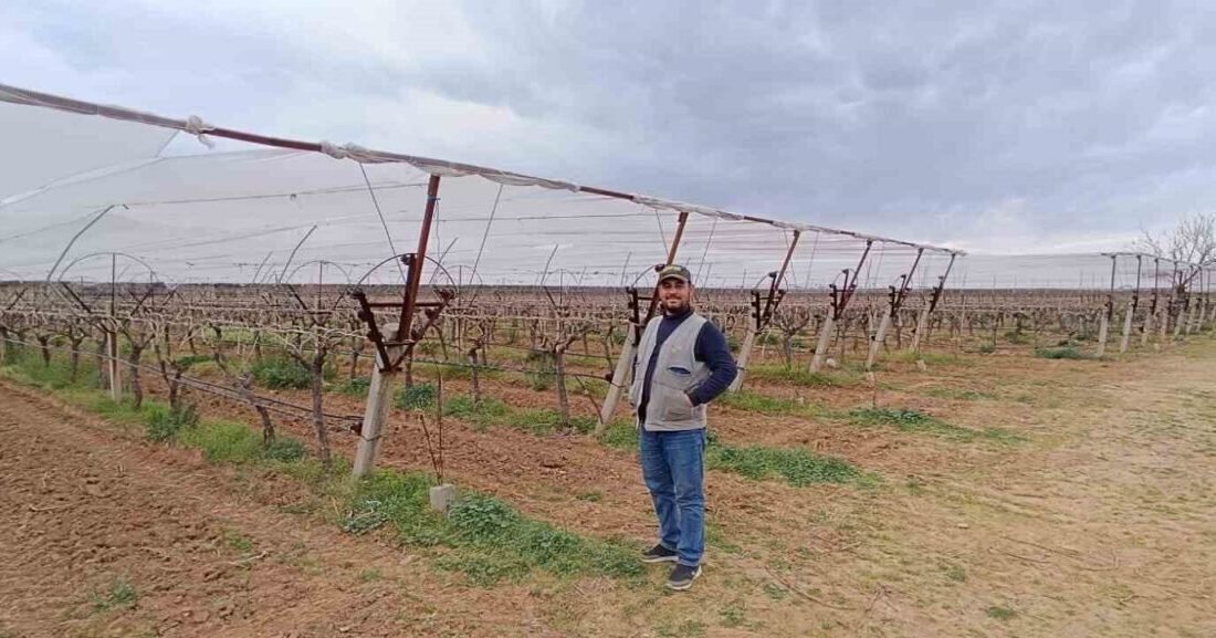 Manisa’nın Sarıgöl ilçesinin dünyaca ünlü Çekirdeksiz Sultaniye üzüm bağlarında yaşanabilecek