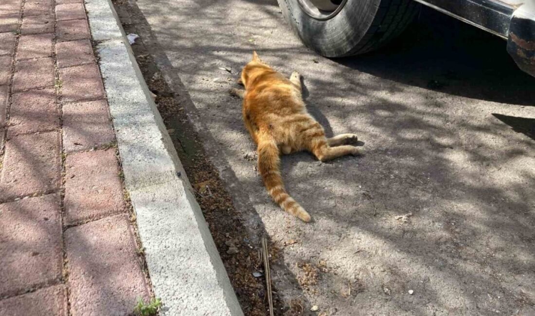 Antalya’nın Serik ilçesinde bir çöp konteynerinin yanında ve sokağın muhtelif