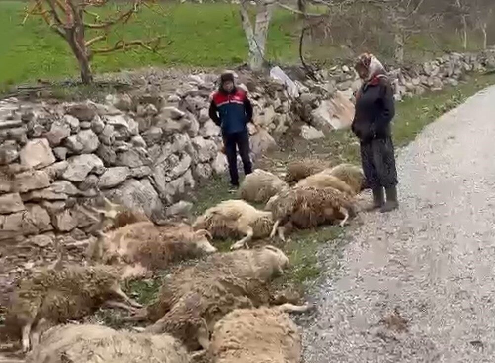 Aç kalan kurtlar 22 kurbanlık kuzuyu telef etti