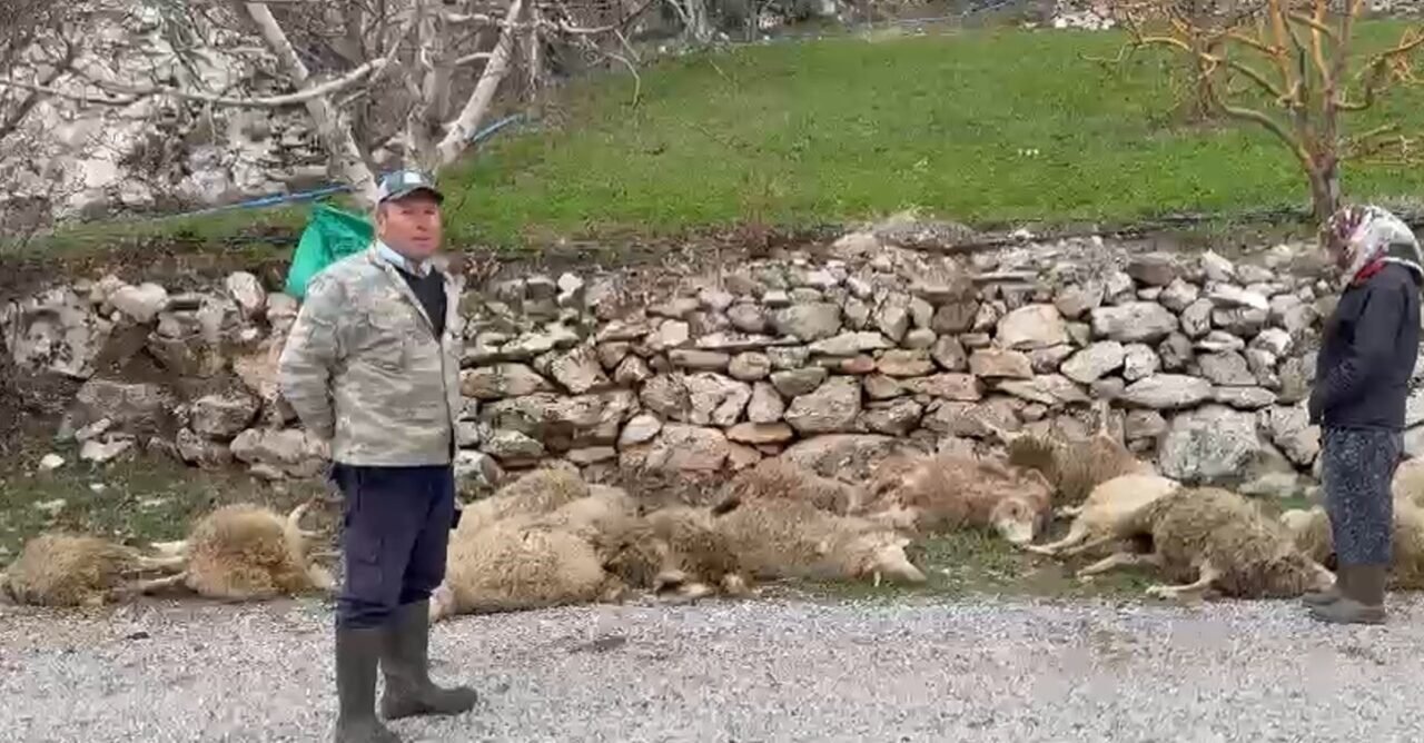 Aç kalan kurtlar 22 kurbanlık kuzuyu telef etti