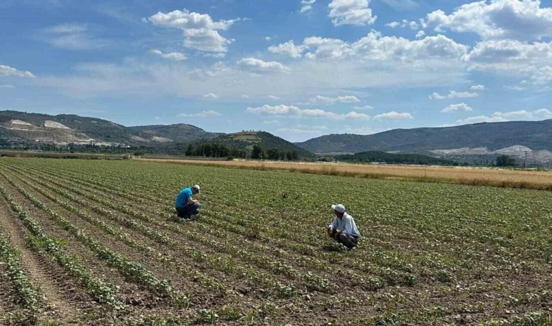 Aydın’ın İncirliova, Efeler ve Sultanhisar ilçelerindeki pamuk tarlalarında zararlıların tespit