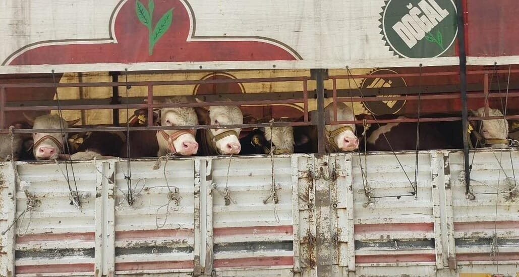 Manisa’nın Salihli İlçe Tarım ve Orman Müdürlüğü ekipleri, yaklaşan Kurban