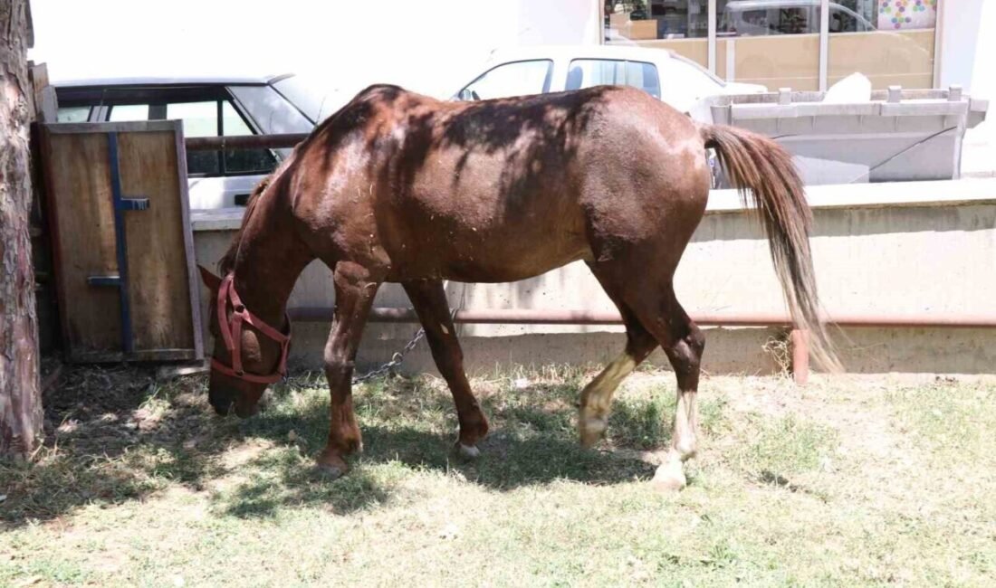 Bağlı olduğu ahırdan zincirini kopartarak kaçan at sokak aralarında başıboş