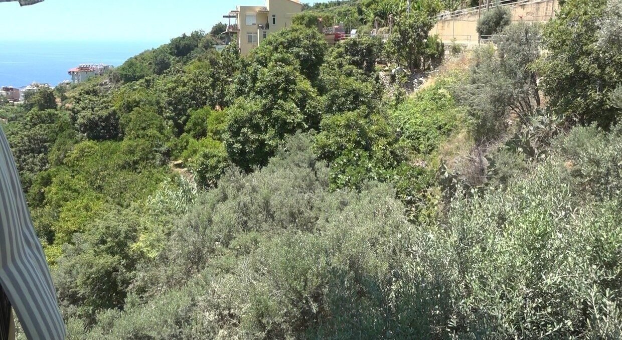 Alanya’da apartmana giren yılana kafa tutan sokak kedisi evin bekçisi oldu Alanya’da apartmana giren yılana kafa tutan sokak kedisi evin bekçisi oldu