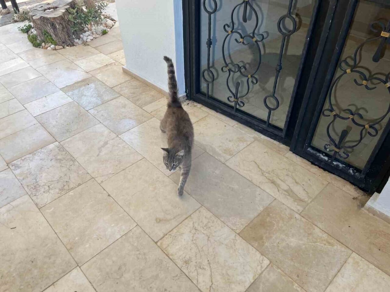 Alanya’da apartmana giren yılana kafa tutan sokak kedisi evin bekçisi oldu