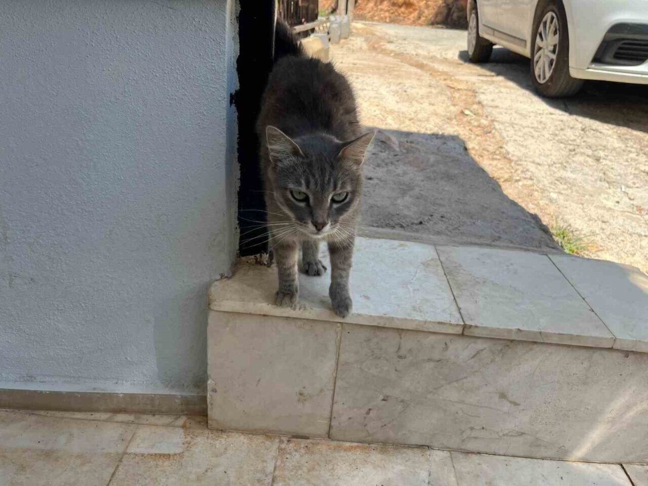 Alanya’da apartmana giren yılana kafa tutan sokak kedisi evin bekçisi oldu