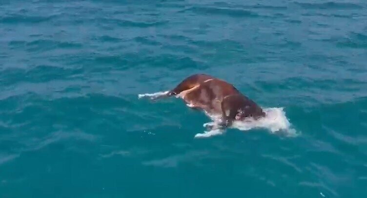 Alanya’da denizde ölü inek bulundu