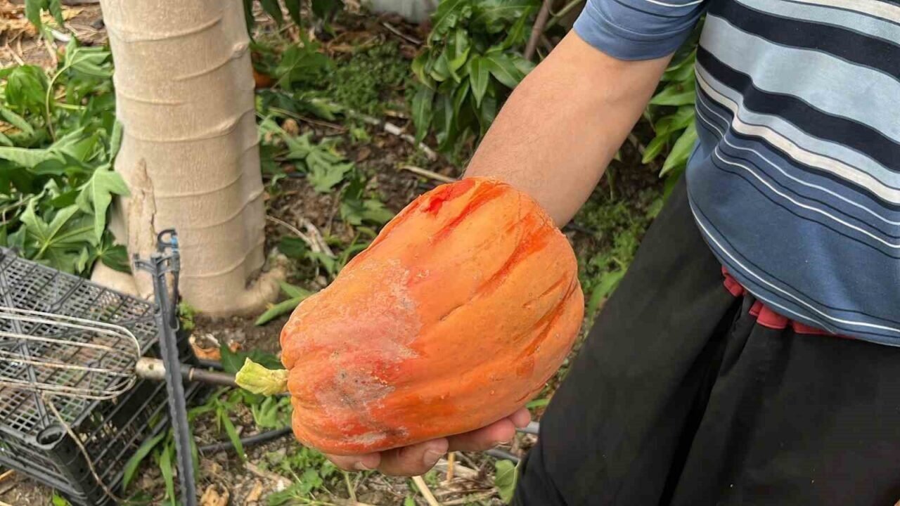 Alanya’da papaya hasadı başladı, kilosu 100 liraya kadar alıcı buluyor