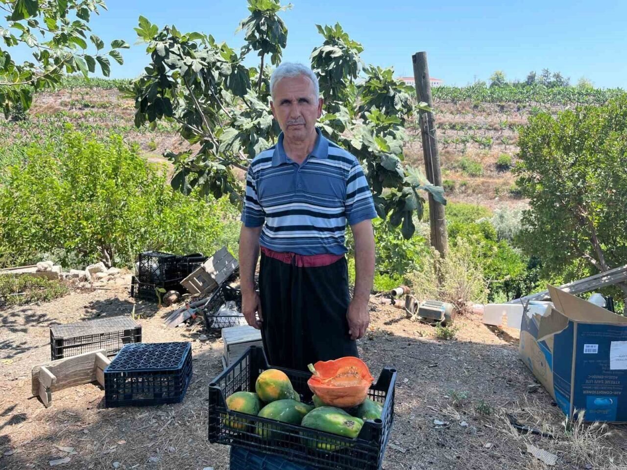 Alanya’da papaya hasadı başladı, kilosu 100 liraya kadar alıcı buluyor