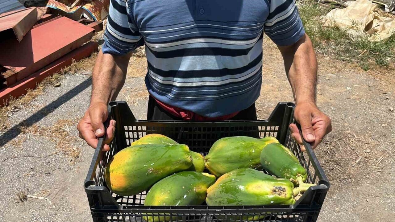 Alanya’da papaya hasadı başladı, kilosu 100 liraya kadar alıcı buluyor