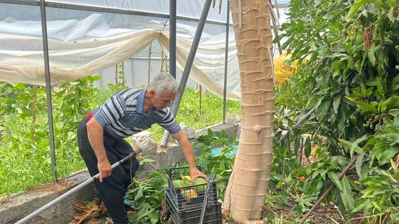 Alanya’da papaya hasadı başladı, kilosu 100 liraya kadar alıcı buluyor