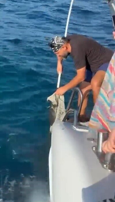 Alanya’da plastik çuvala dolanan yavru caretta caretta balıkçılar tarafından kurtarıldı