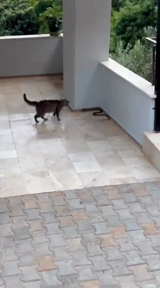Alanya’da yılana kafa tutan kedi
