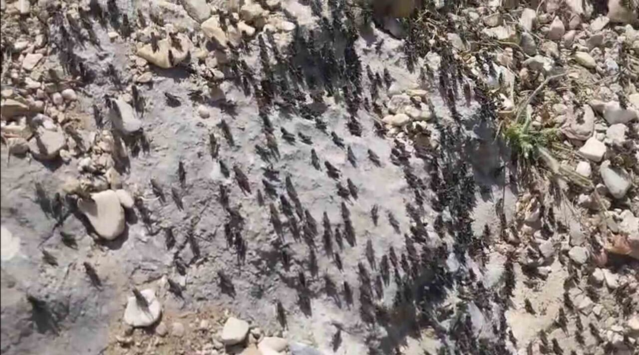 Antalya Gelesandra Yaylası’nda çekirge istilası Antalya Gelesandra Yaylası’nda çekirge istilası