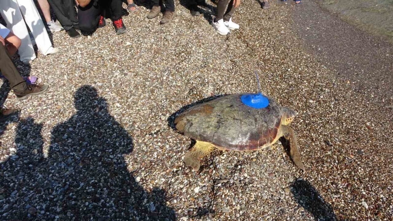Antalya’da deniz kaplumbağaları çip takılarak denize uğurlandı