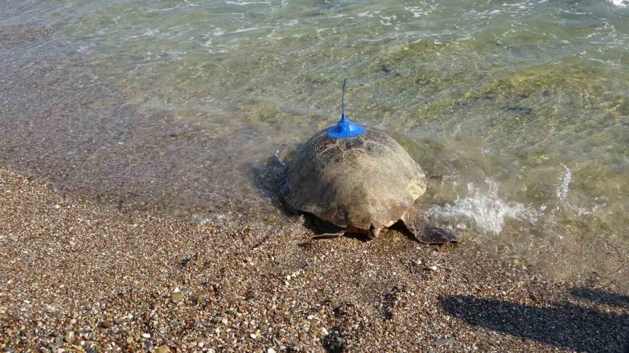 Antalya’da deniz kaplumbağaları çip takılarak denize uğurlandı