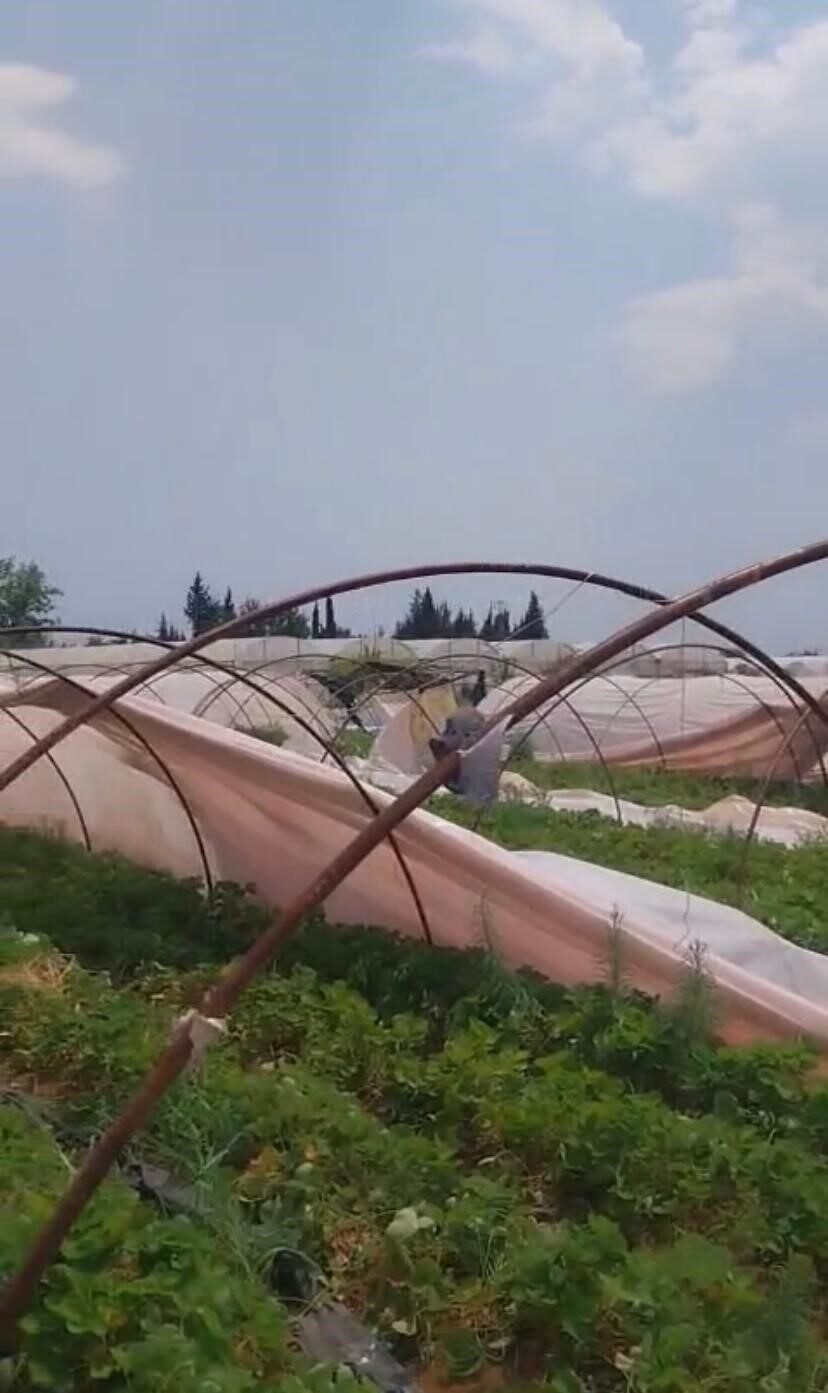 Antalya’da hortum seralara zarar verdi Antalya’da hortum seralara zarar verdi
