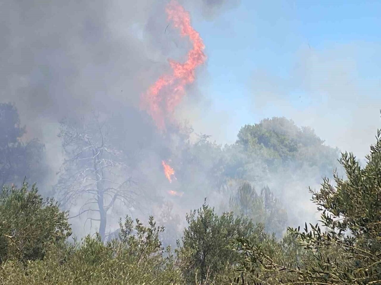 Antalya’da ormanlık alanda yangın