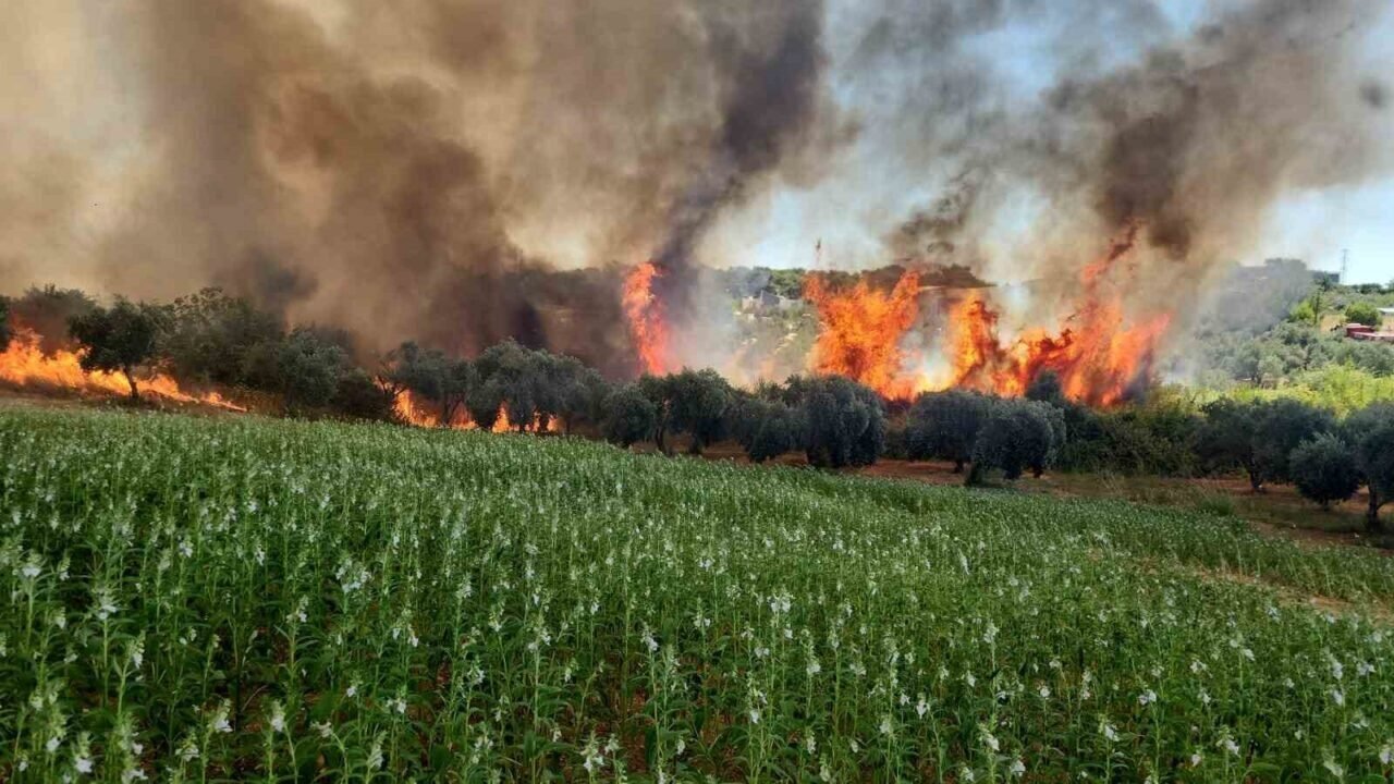 Antalya’da ormanlık ve kırsal alanda çıkan yangın kontrol altına alındı Antalya’da ormanlık ve kırsal alanda çıkan yangın kontrol altına alındı
