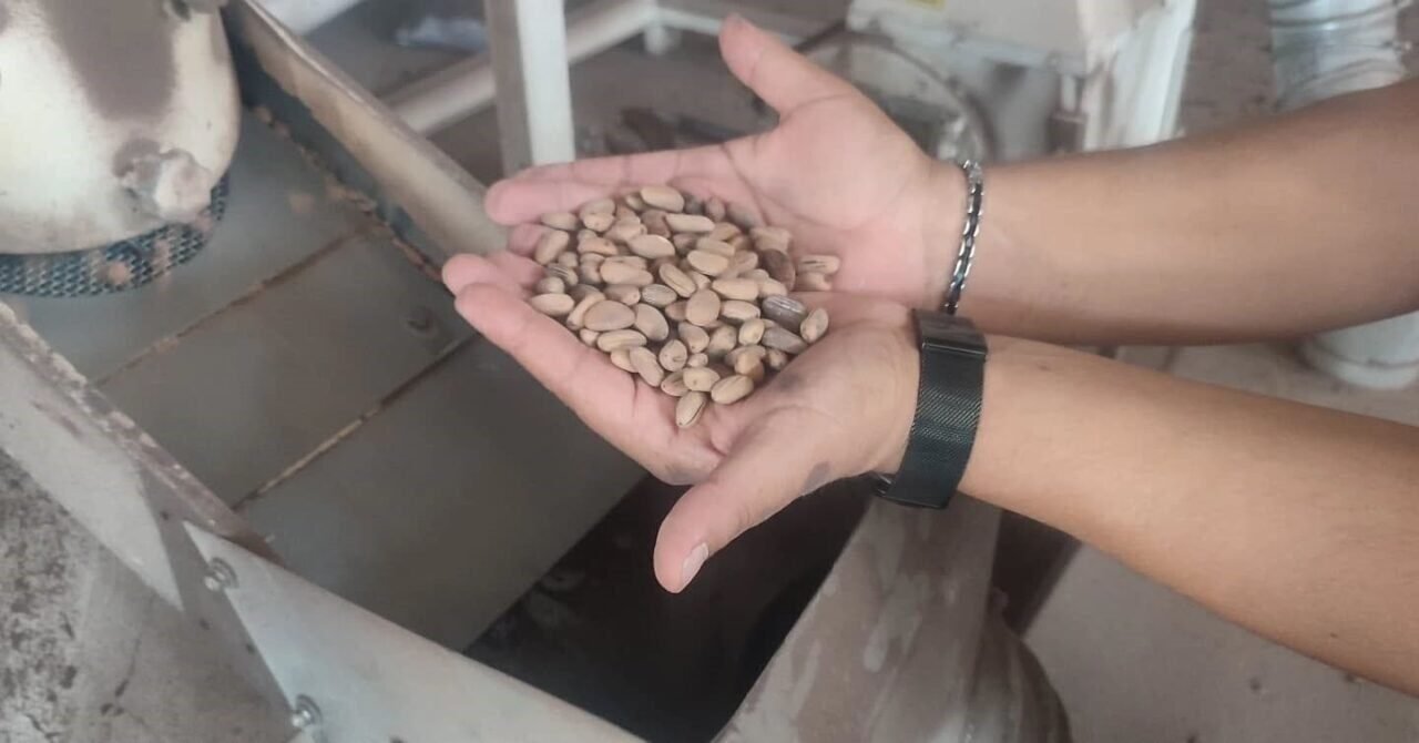 Aydın Çam Fıstığı dünya çapında güçleniyor Aydın Çam Fıstığı dünya çapında güçleniyor