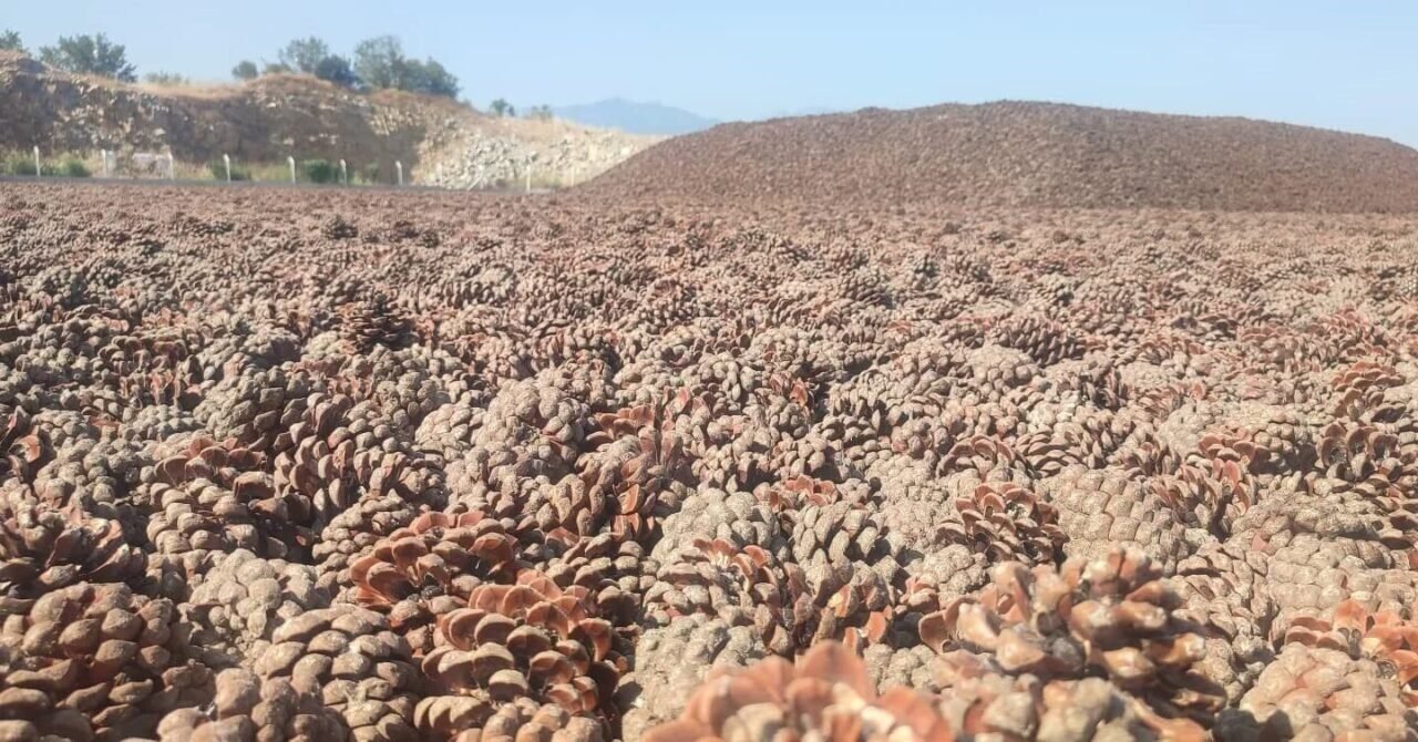 Aydın Çam Fıstığı dünya çapında güçleniyor