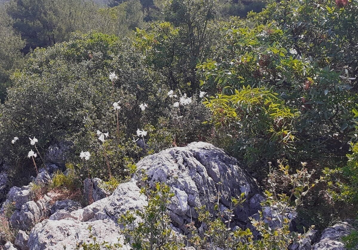 Aydın dağlarında akzambaklar çiçek açtı