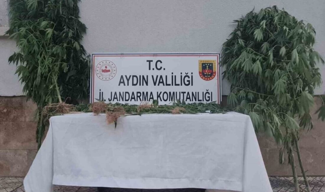 Aydın’ın Çine ve Efeler ilçesinde toplamda 28 kök kenevir ele