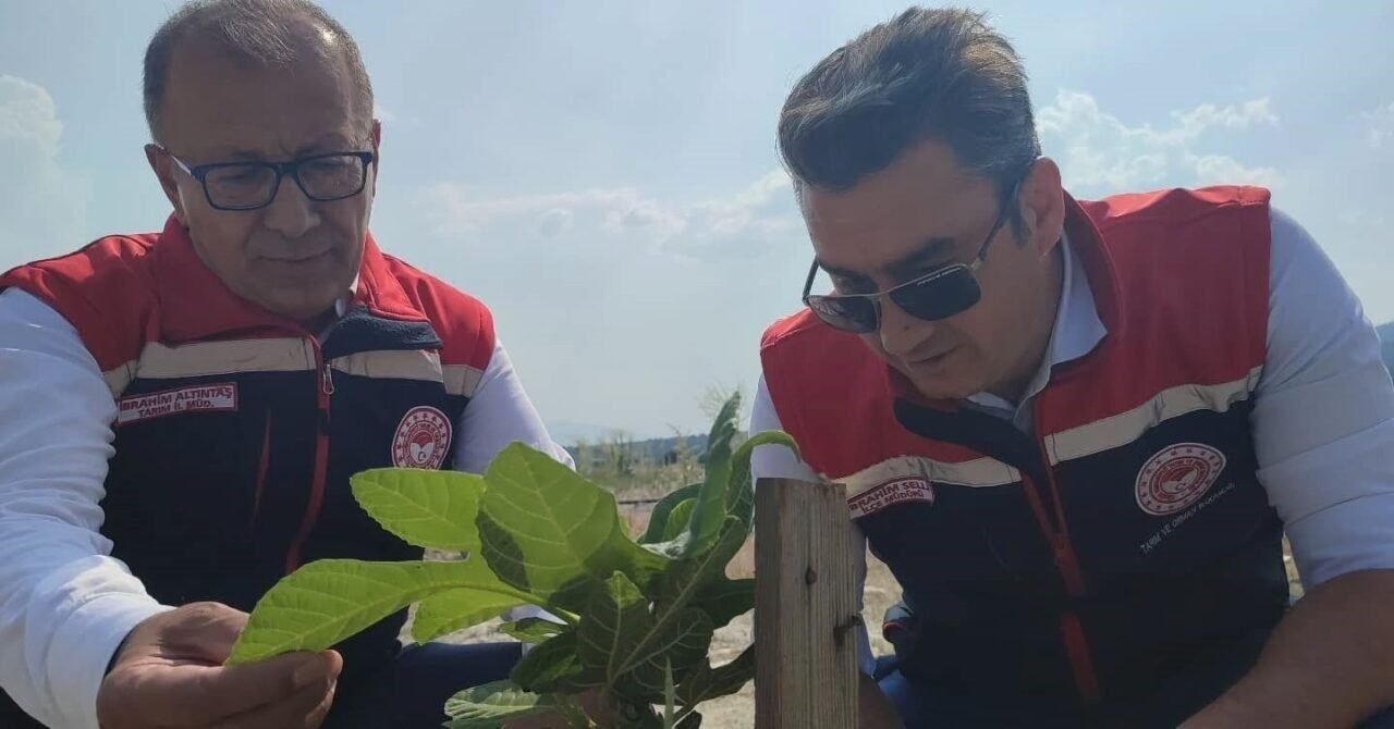 Aydın’da incir üretimine kalite katacak proje denetlendi
