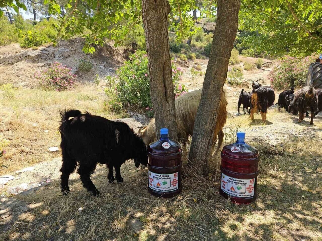 Aydın’da orman yangınlarına karşı yeni tedbir alındı