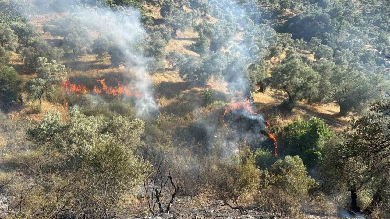 Aydın’da zirai alanda yangın çıktı