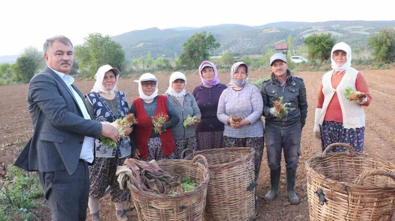 Beyağaç’ta tütün kırım ve biçerdöver ücretleri belirlendi Beyağaç’ta tütün kırım ve biçerdöver ücretleri belirlendi