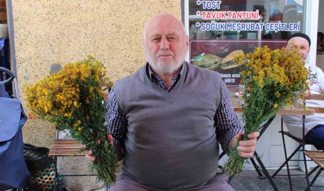 Aydın’ın dağlarında kendiliğinden yetişen sarı kantaron bitkisini vatandaşlar sağlık için