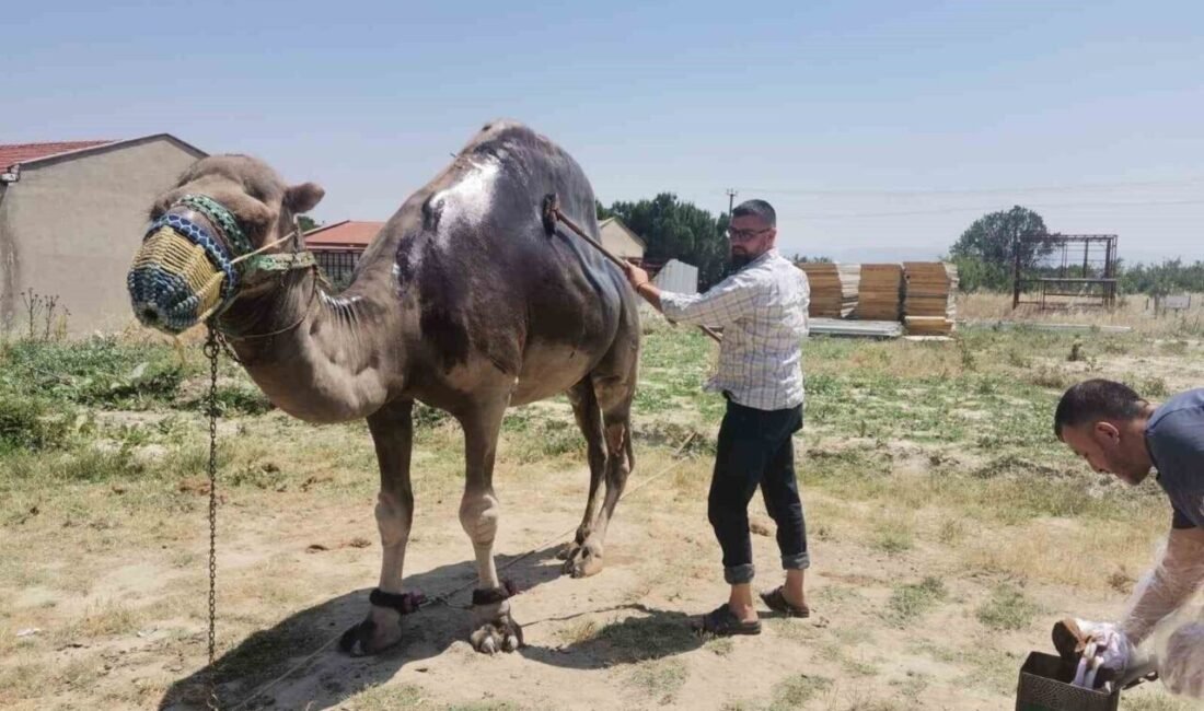 Denizli’nin Buldan ilçesinde kış aylarında güreşlere katılan develerin yaz bakımları