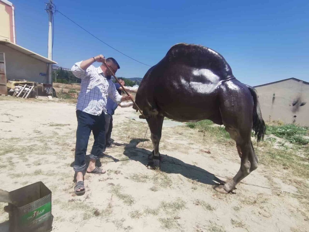 Buldan’da şampiyon deveye yaz bakımı