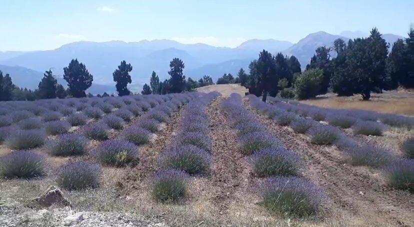 Çameli, Güney Kore sahnesinden dünyaya tanıtıldı