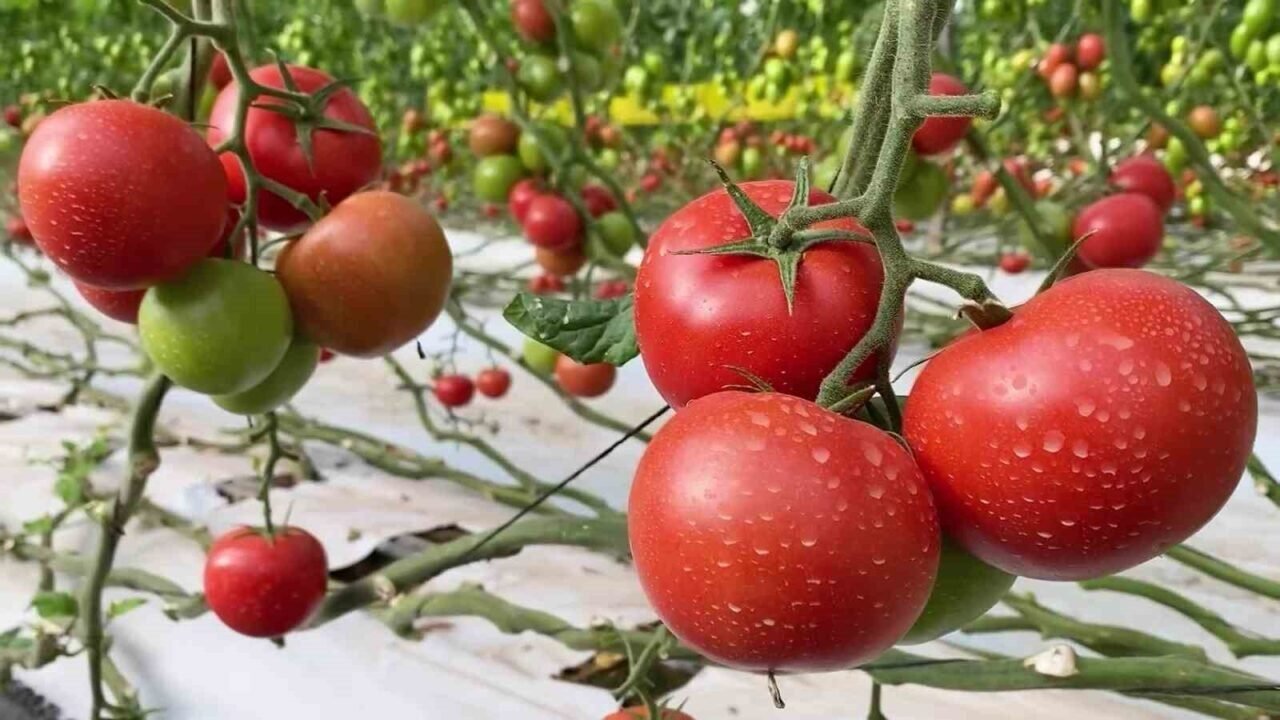 Çameli, Türkiye’nin 29, dünyanın 307’inci Sakin Şehri oldu