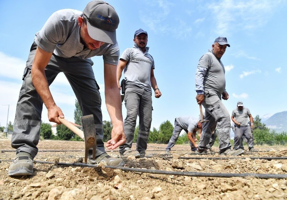 Çandır fasulyesi toprakla buluştu