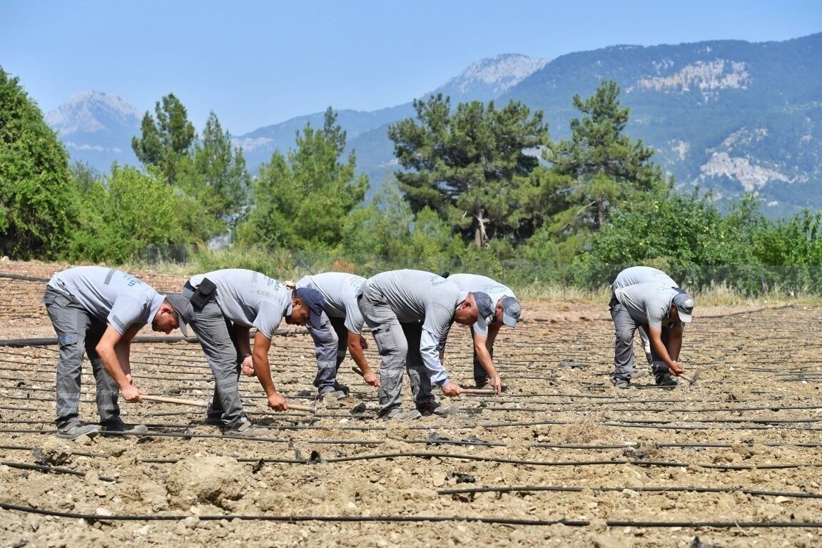 Çandır fasulyesi toprakla buluştu