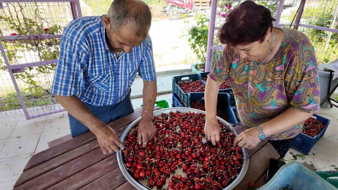 Coğrafi işaretli Demirci kirazında hasat başladı