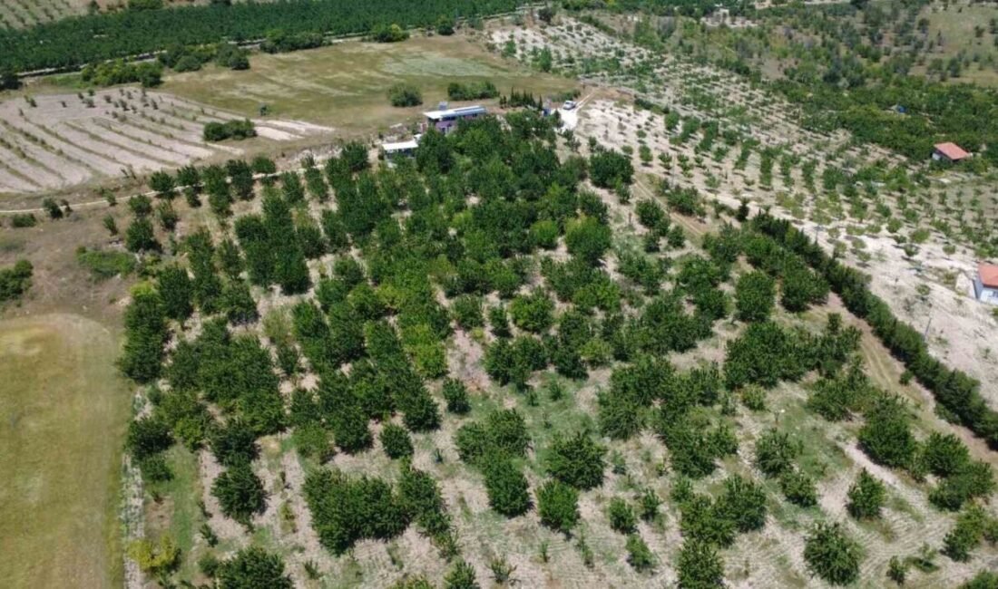 Manisa’nın Demirci ilçesinde coğrafi işaretli Demirci kirazında hasada başlandı. Hasat